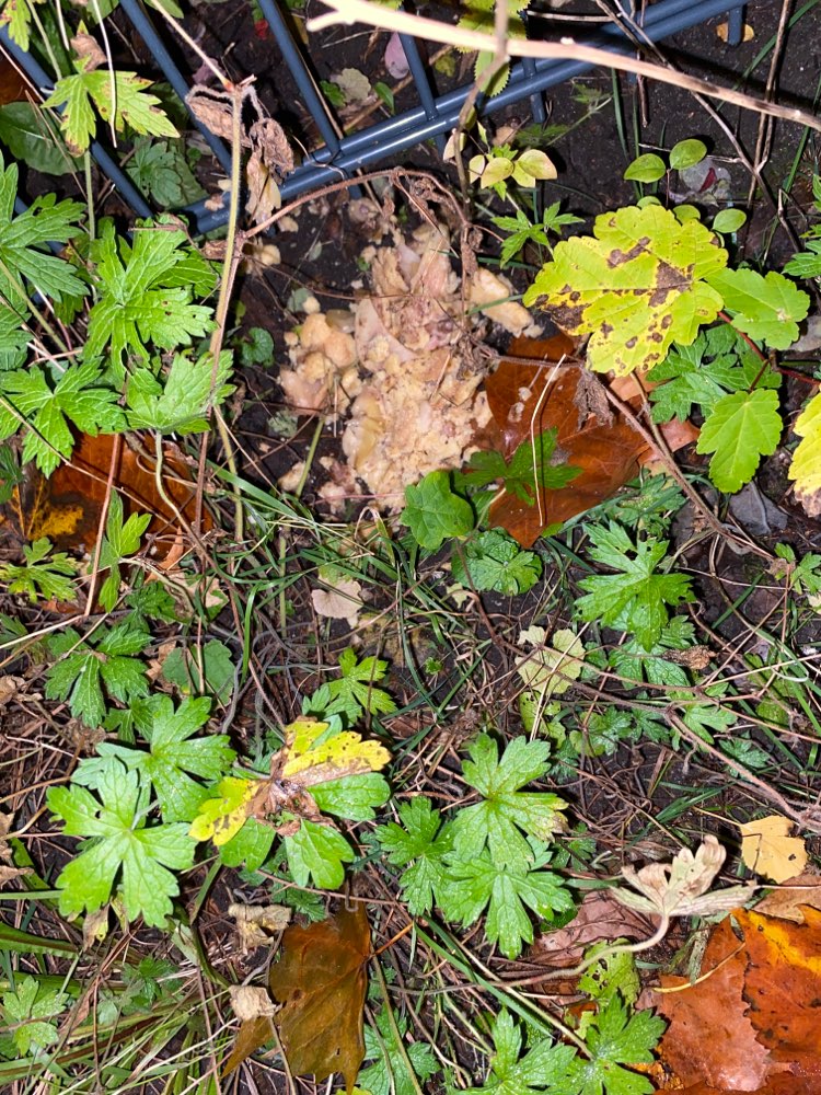 Giftköder-Gekochtes Hähnchen-Profilbild