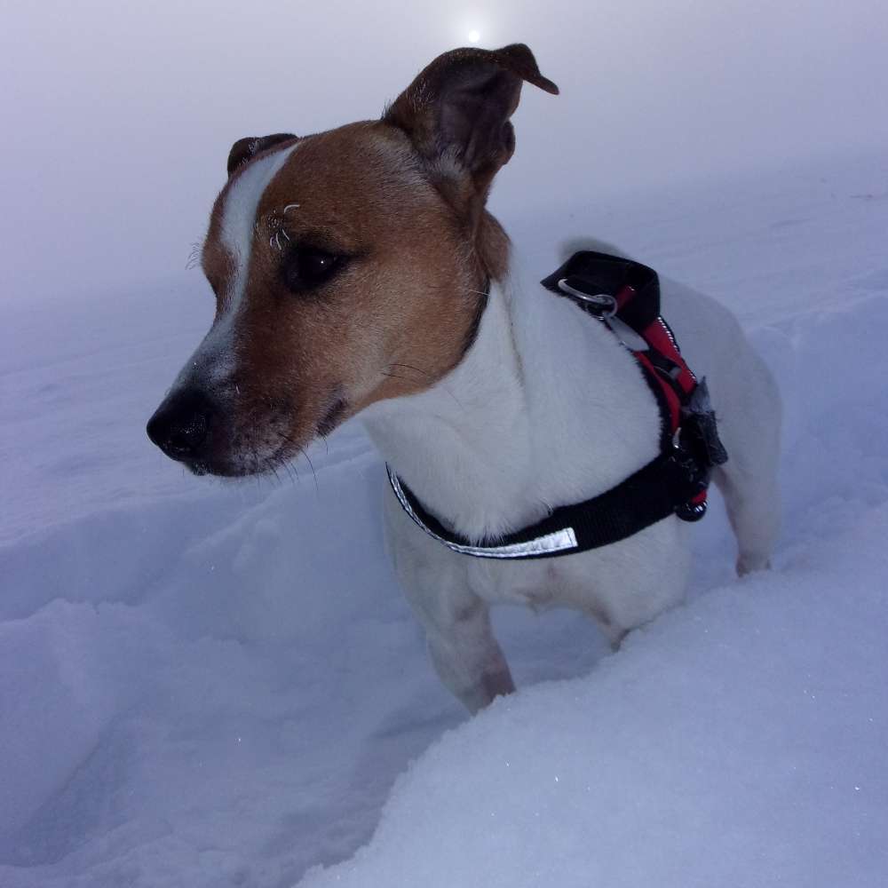 Hundetreffen-Gassi gehen,Wanderrunden, einfach melden .-Profilbild