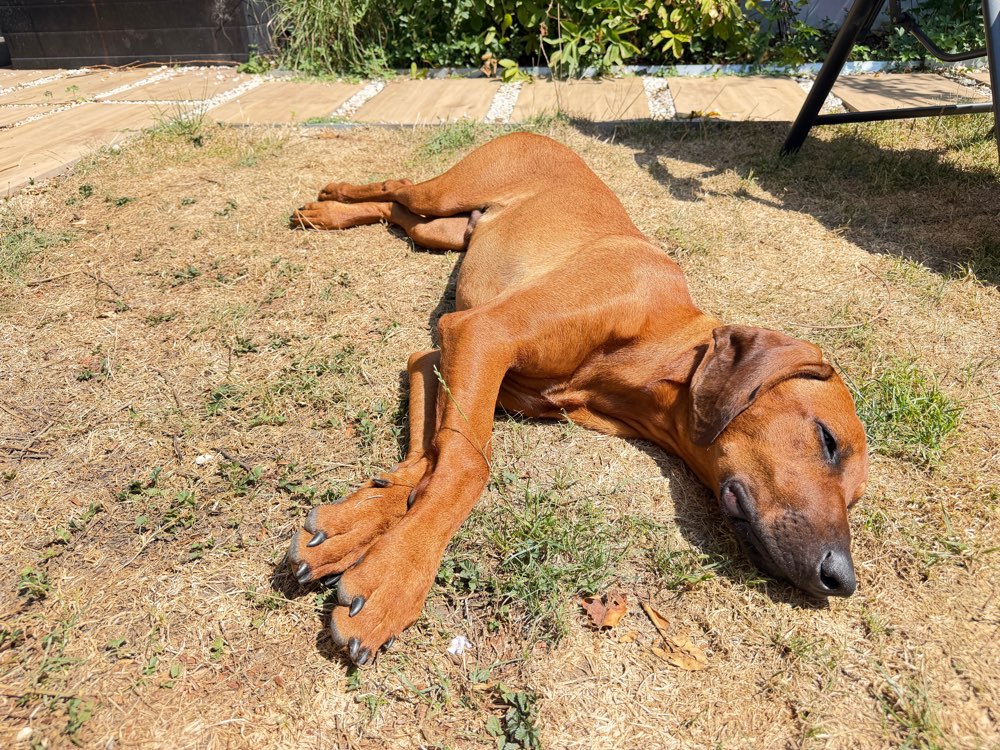 Hundetreffen-Junghund sucht passenden Gassikumpel im Raum Waiblingen/Korb-Profilbild