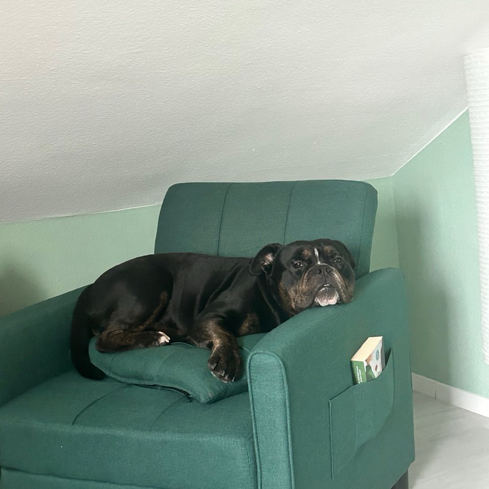 Hundetreffen-Spielgefährte gesucht-Profilbild