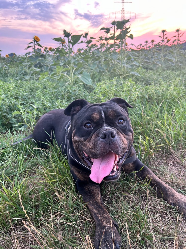 Hundetreffen-Social Walk Training-Profilbild