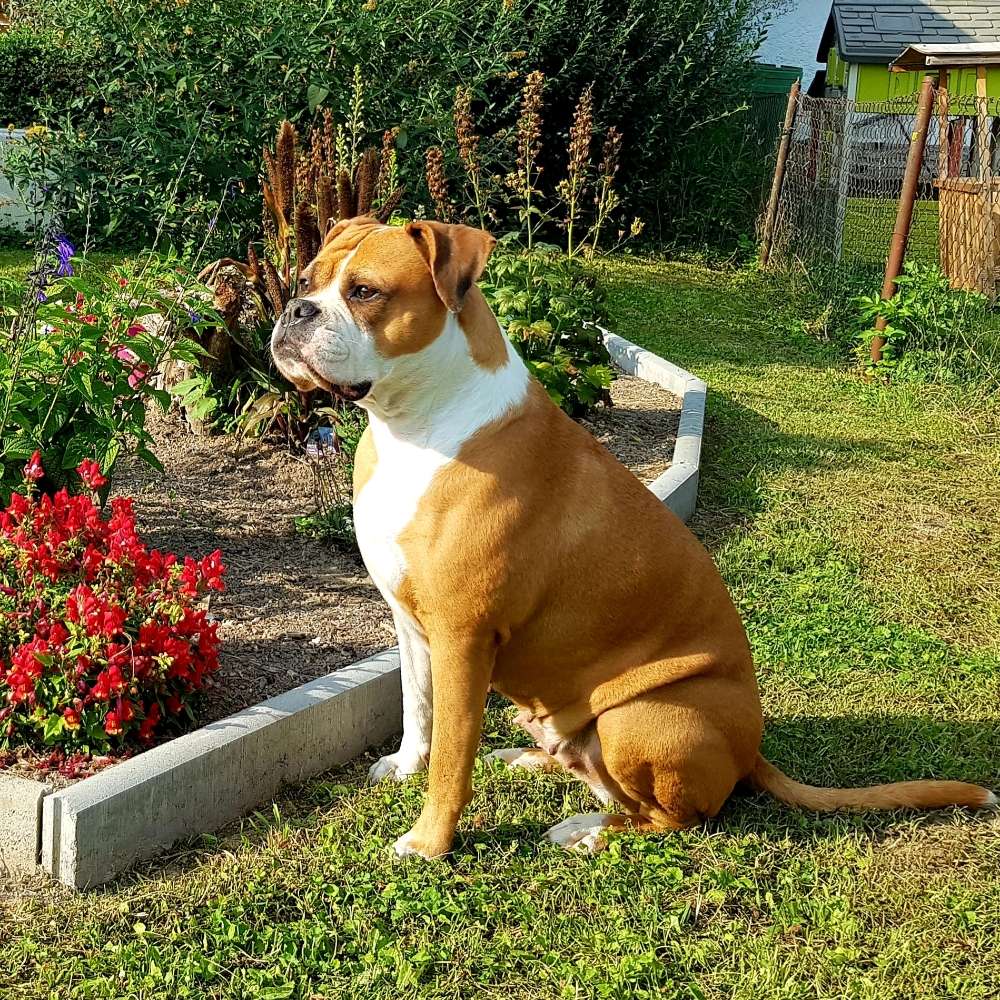 Hundetreffen-Spiel & Spaziertreff am See-Profilbild