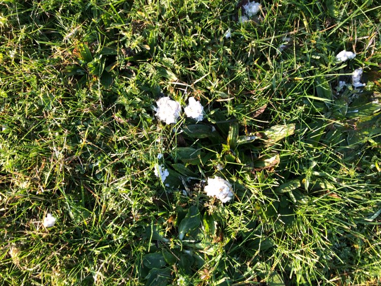 Giftköder-Weitere Giftköder in Hechingen!!-Profilbild