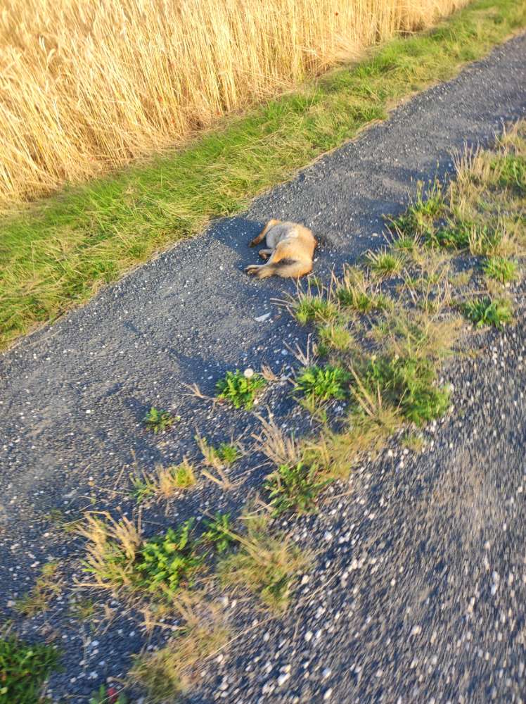 Giftköder-Toter Fuchs-Profilbild