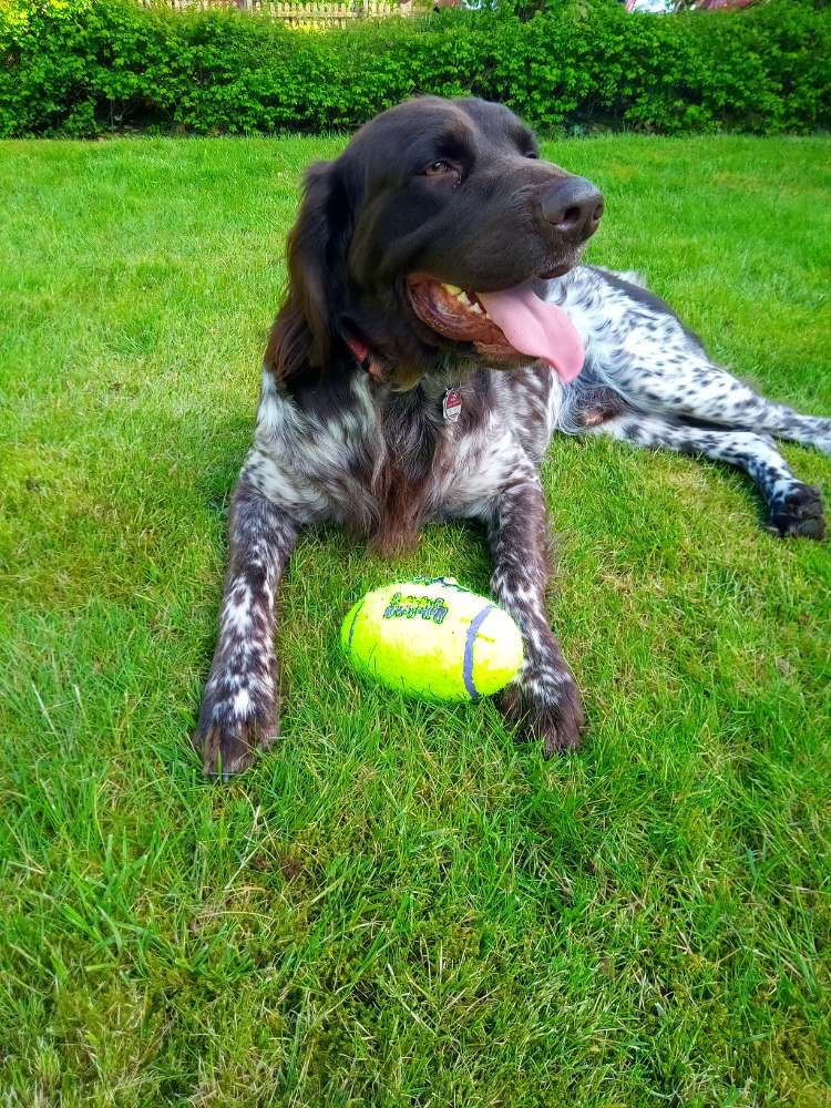 Hundetreffen-Hunde lernen von Hunden-Profilbild