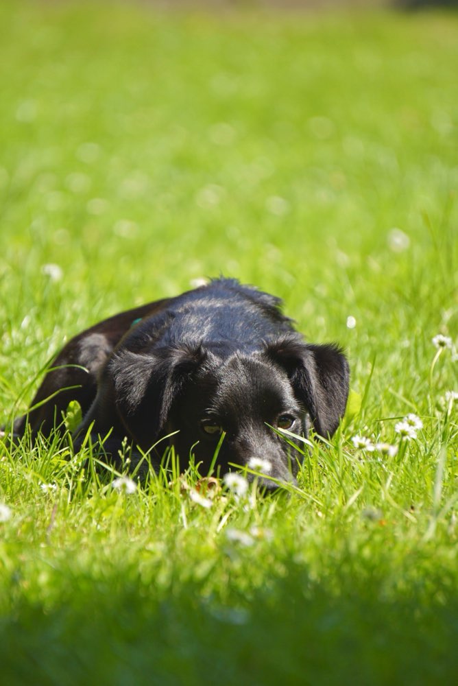 Hundetreffen-Fotospaziergang-Profilbild