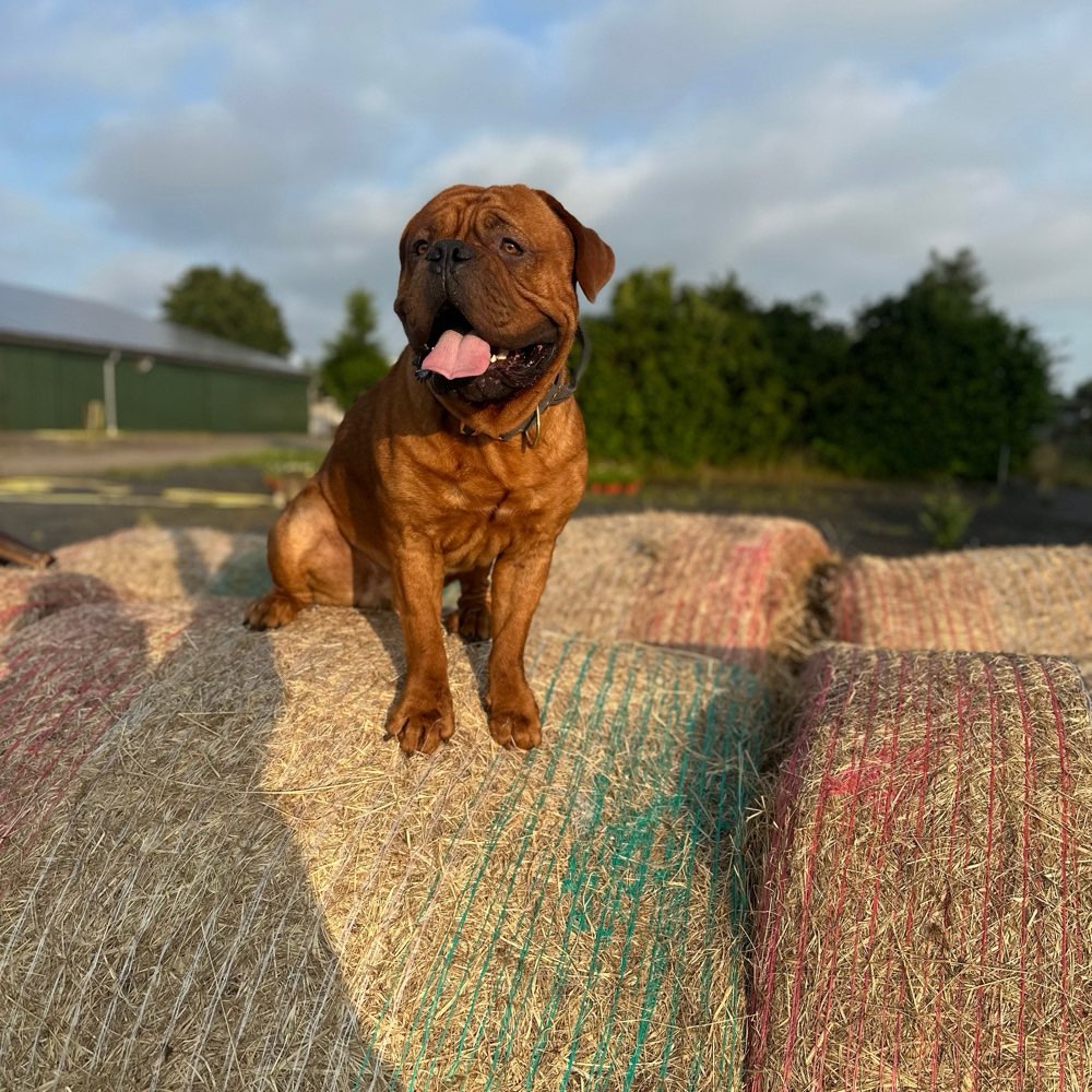 Hundetreffen-Spiel- und Gassifreund gesucht:)-Profilbild