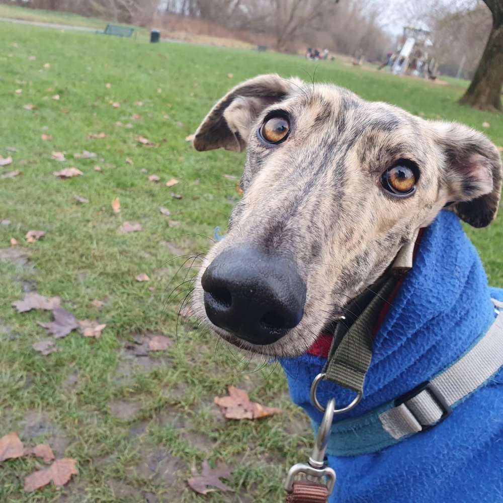 Hundetreffen-Windhund-Freunde gesucht-Profilbild