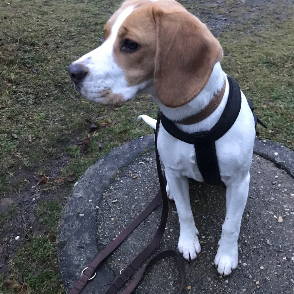 Hundetreffen-Hunde treffen Wittichenau-Profilbild