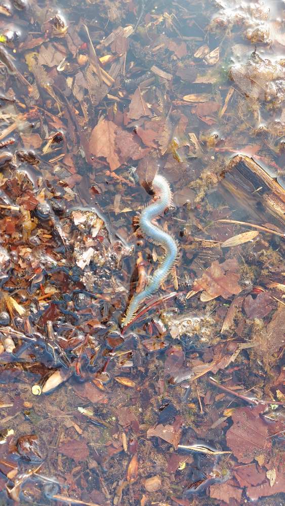 Giftköder-Feuerborstenwürmer-Profilbild