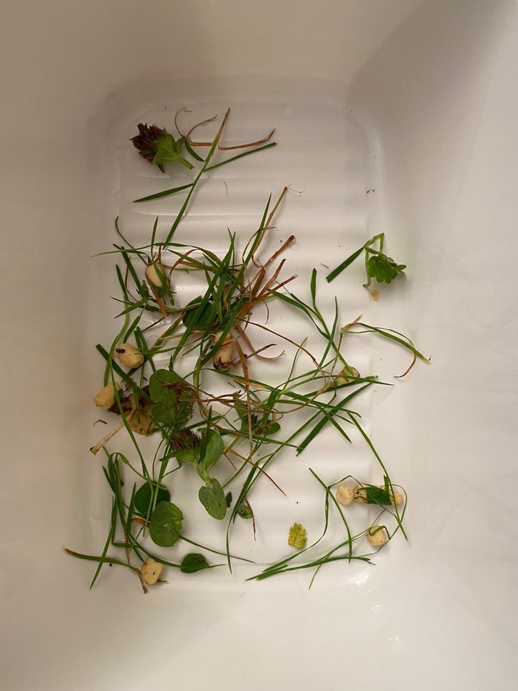 Giftköder-Weiße Pellets / evtl. Schneckenkorn-Profilbild