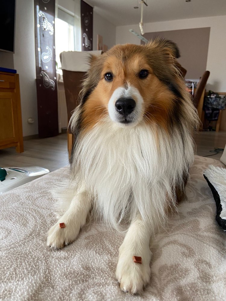 Hundetreffen-Spielkameraden für meinen Sheltie Rüden 2 Jahre gesucht.-Profilbild