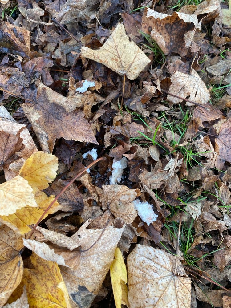 Giftköder-Futter ausgelegt-Profilbild