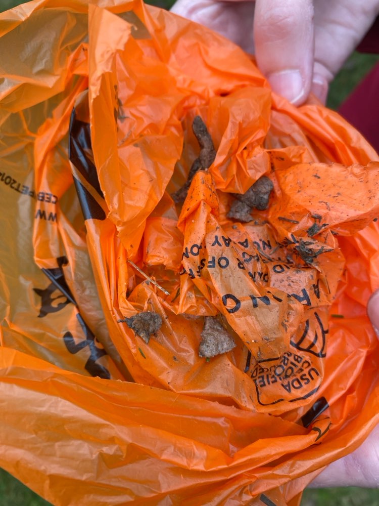 Giftköder-Hundefutter im Gras verbuddelt-Profilbild