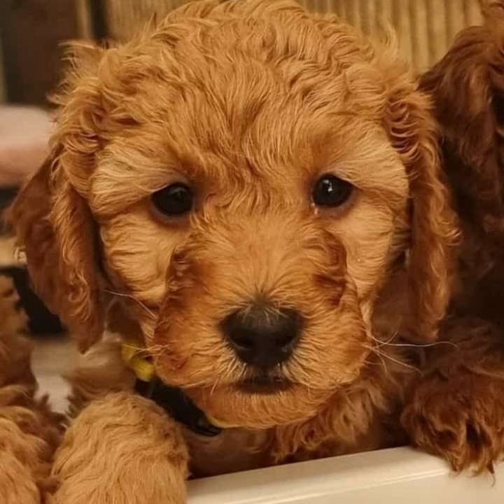 Hundetreffen-Welpenspiel in Kempen und Umgebung-Profilbild