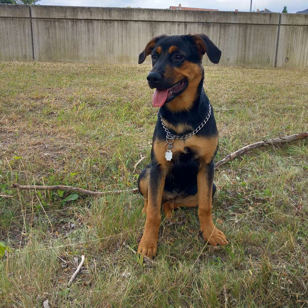 Hundetreffen-Hunde-Treff in Penig-Profilbild