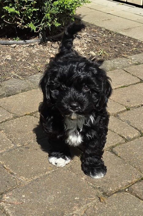 Hundetreffen-FR: Spazierrunden in der Wiehre und Umgebung?-Profilbild