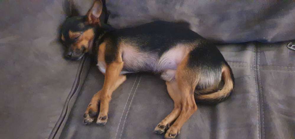 Hundetreffen-Treffen für Kleinhunde-Profilbild