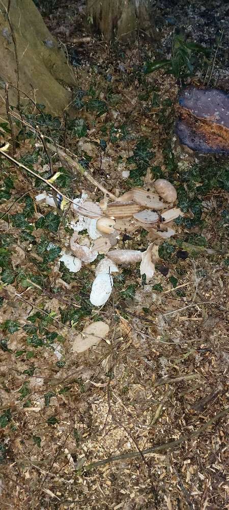 Giftköder-Essensreste (Schimmel)-Profilbild