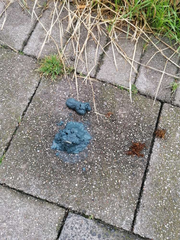 Giftköder-Blauer Hundekot - möglicherweise vergiftet-Profilbild