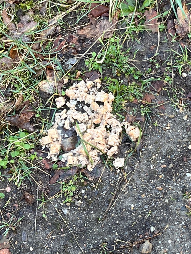 Giftköder-Undefinierbare Semmel/ Hähnchenreste-Profilbild