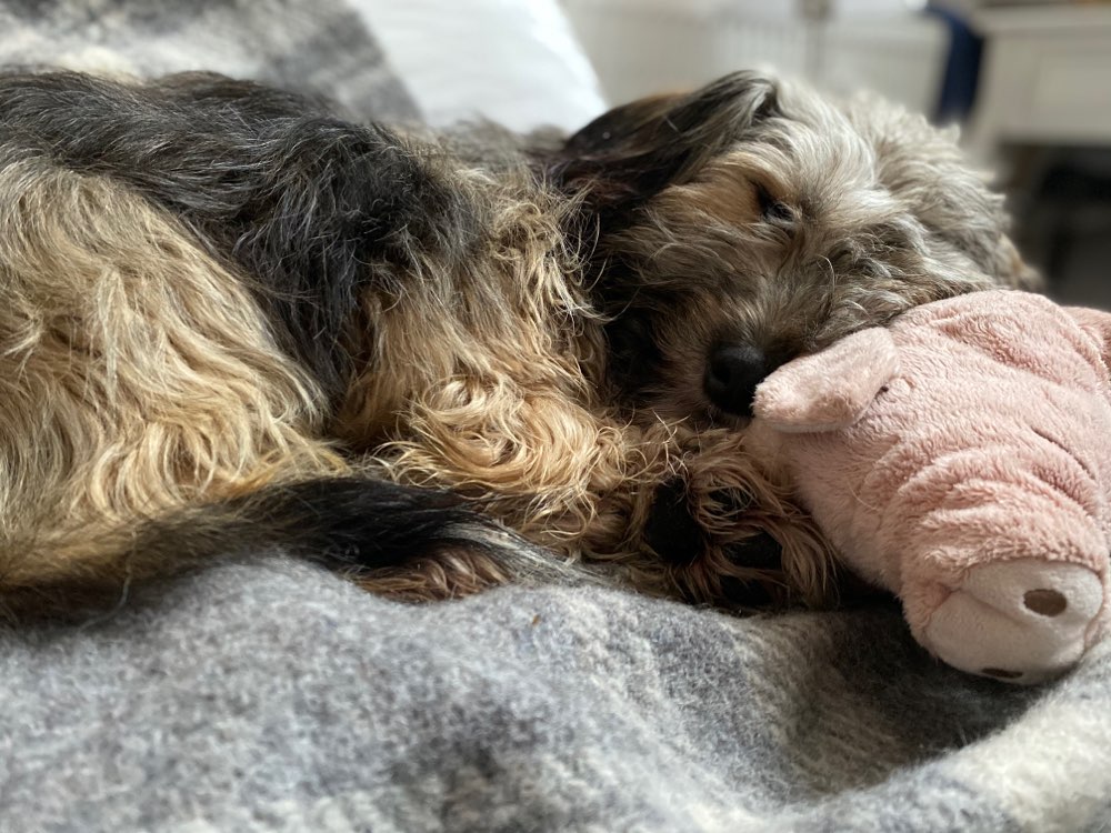 Hundetreffen-Gassi und toben-Profilbild