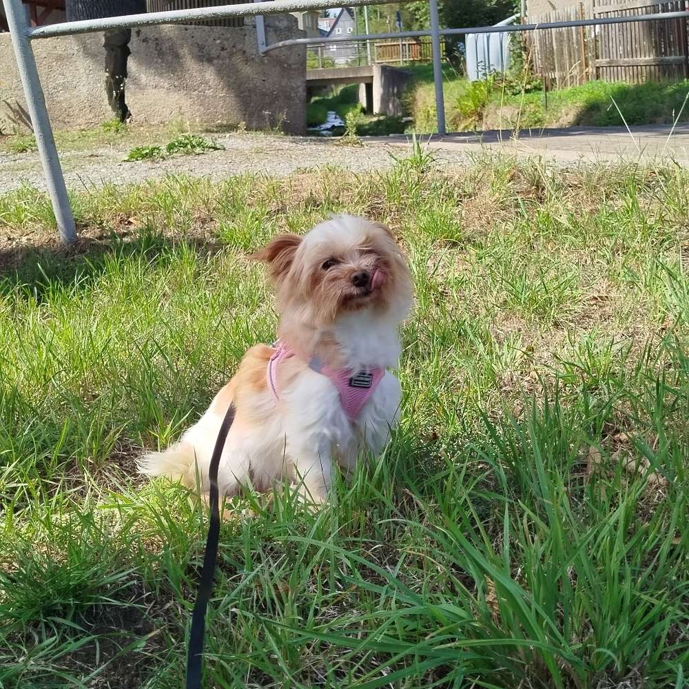 Hundetreffen-Suche kleine Freunde zum Spazieren gehen-Profilbild