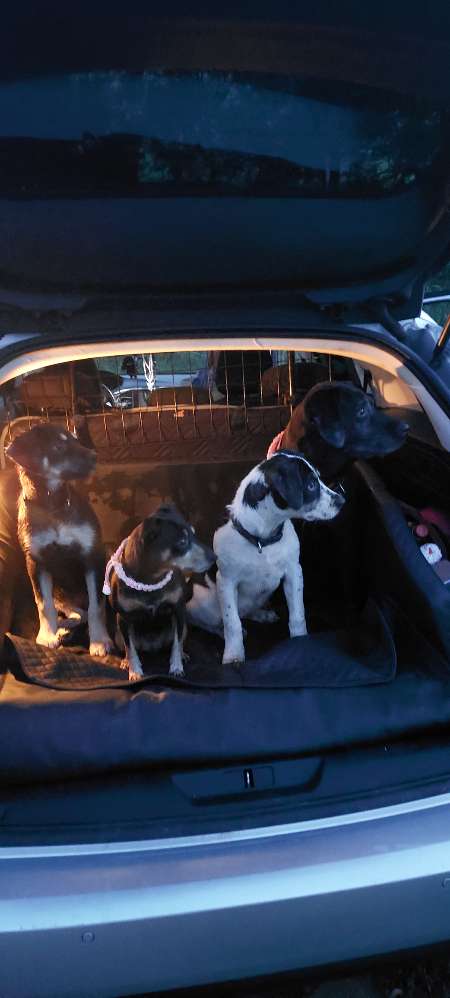 Hundetreffen-Welpentreffen,Gassirunde,sich Austauschen und eine schöne Zeit mit den Hunden verbringen.-Profilbild