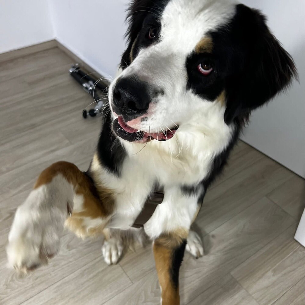 Hundetreffen-Spieletreffen/ Gassirunde Große Rassen-Profilbild