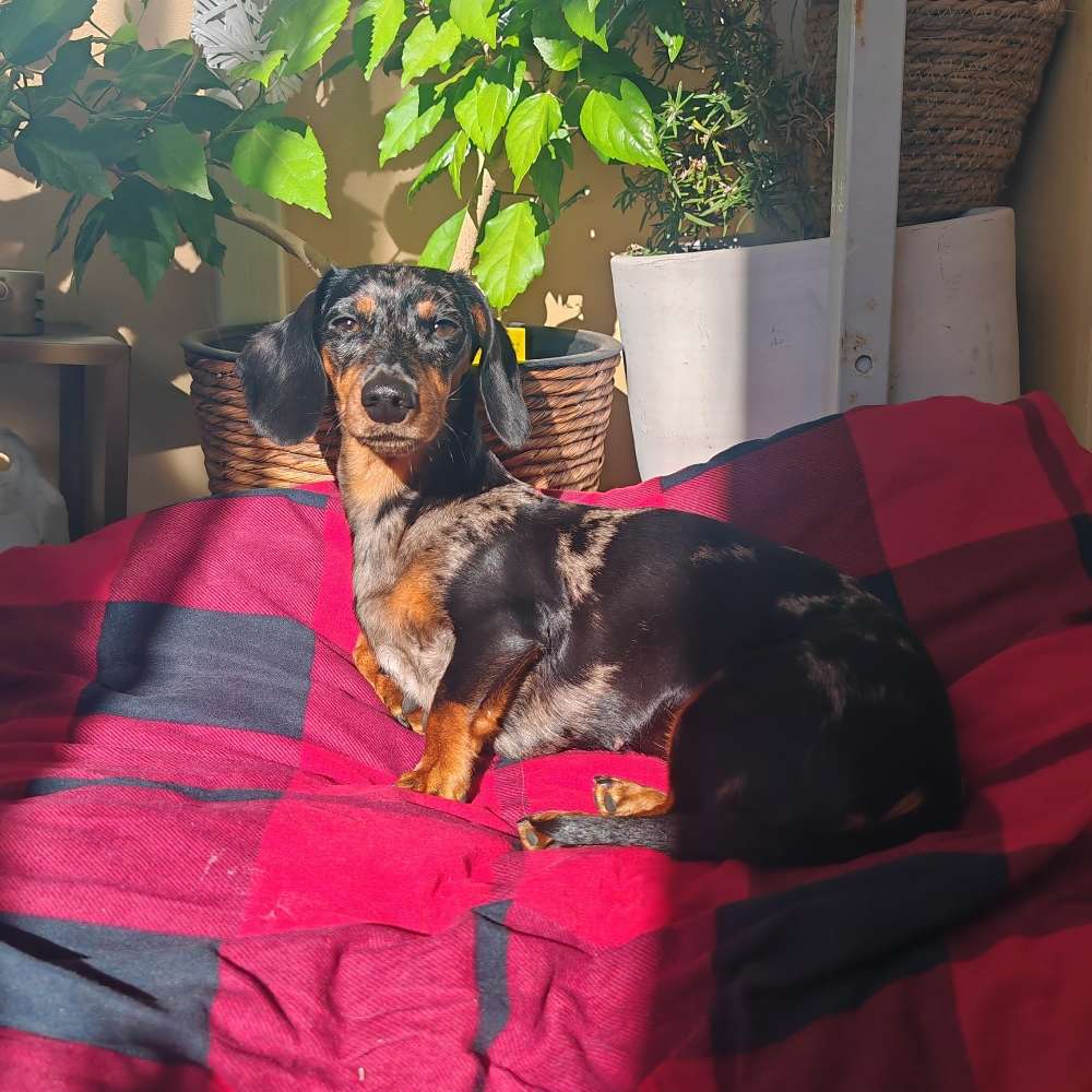 Hundetreffen-Dackel Freunde gesucht-Profilbild