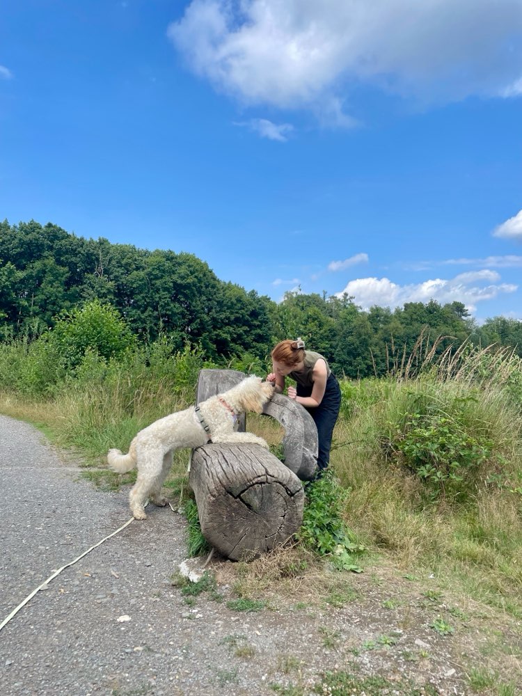 Hundetreffen-Training / Spazieren / Spielen-Profilbild