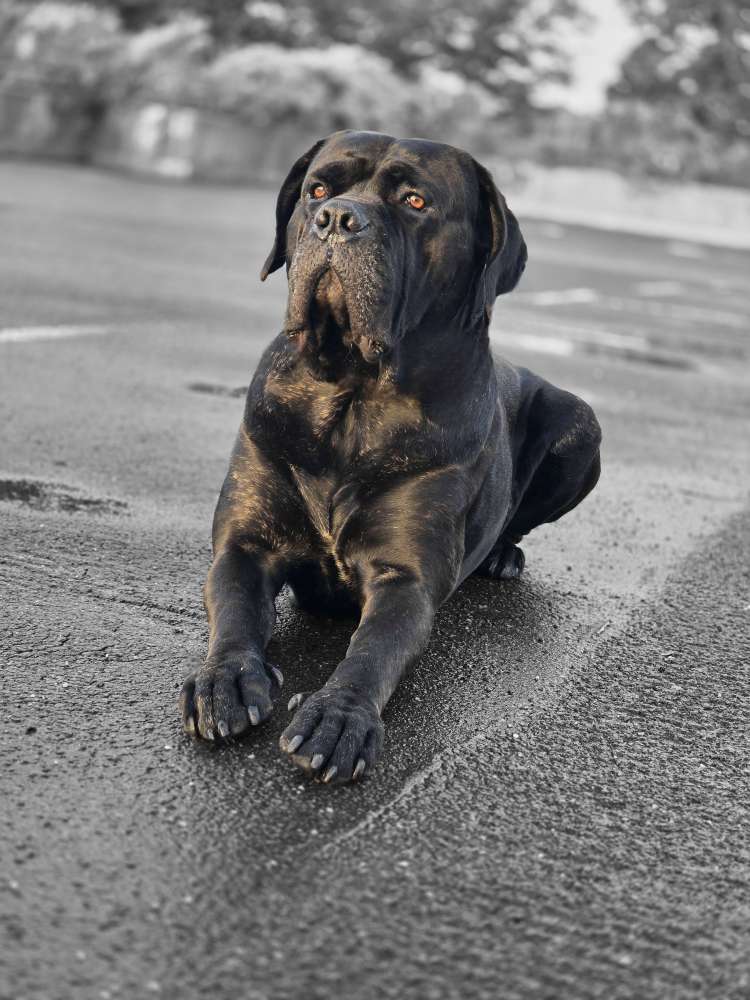 Hundetreffen-Mutiger Begleiter sucht neue Freunde 🐶-Profilbild