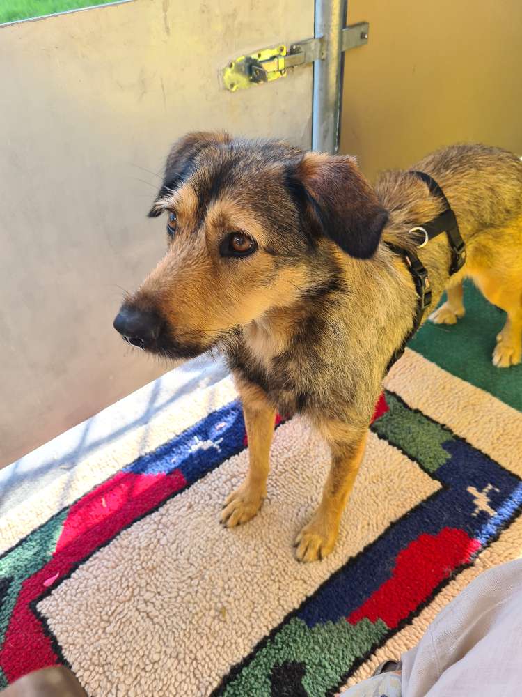 Hundetreffen-Hundespaziergang in Heimerzheim-Profilbild