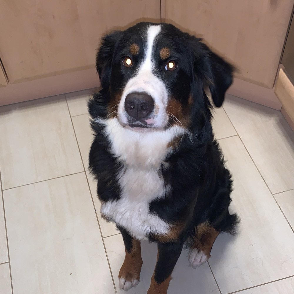 Hundetreffen-Hundekumpels gesucht in Herbede-Profilbild