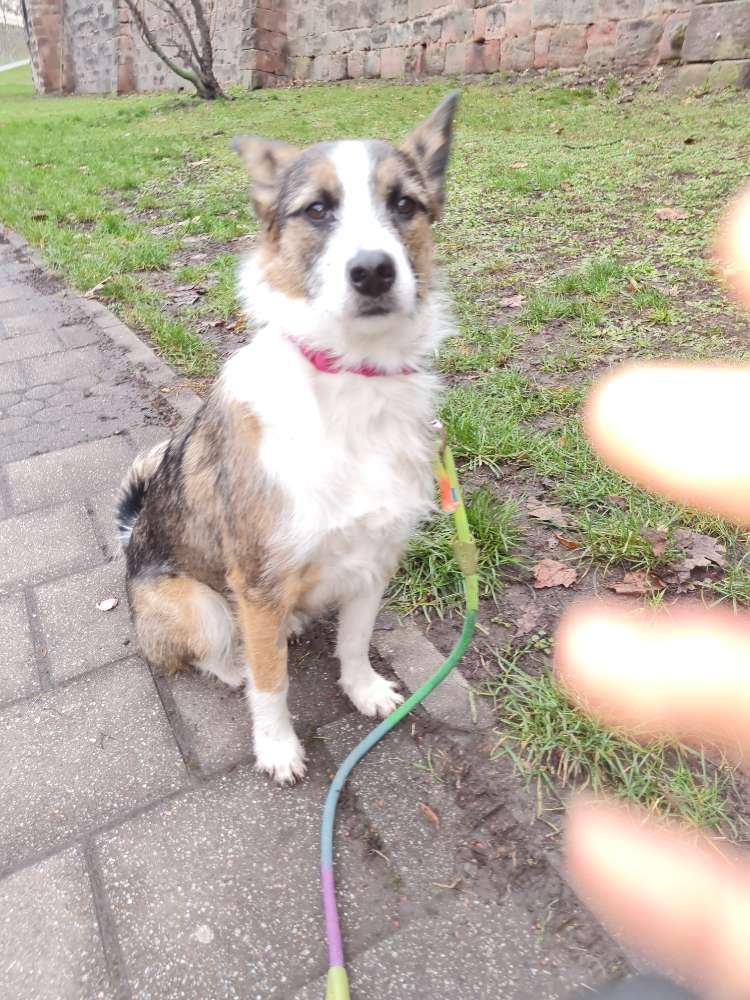 Hundetreffen-Hilfe für Baily-Profilbild