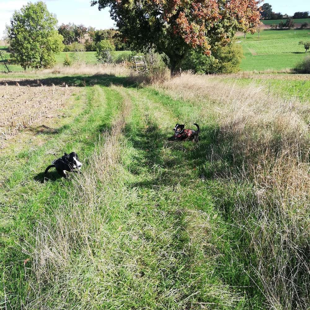 Hundetreffen-Windhund und Poditreff Eberbach-Profilbild
