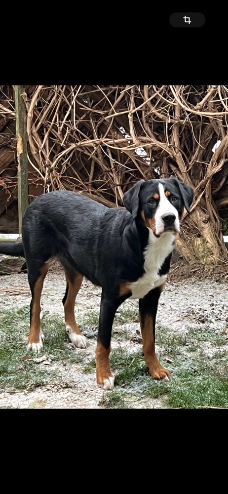 Hundetreffen-Spielrunde-Profilbild