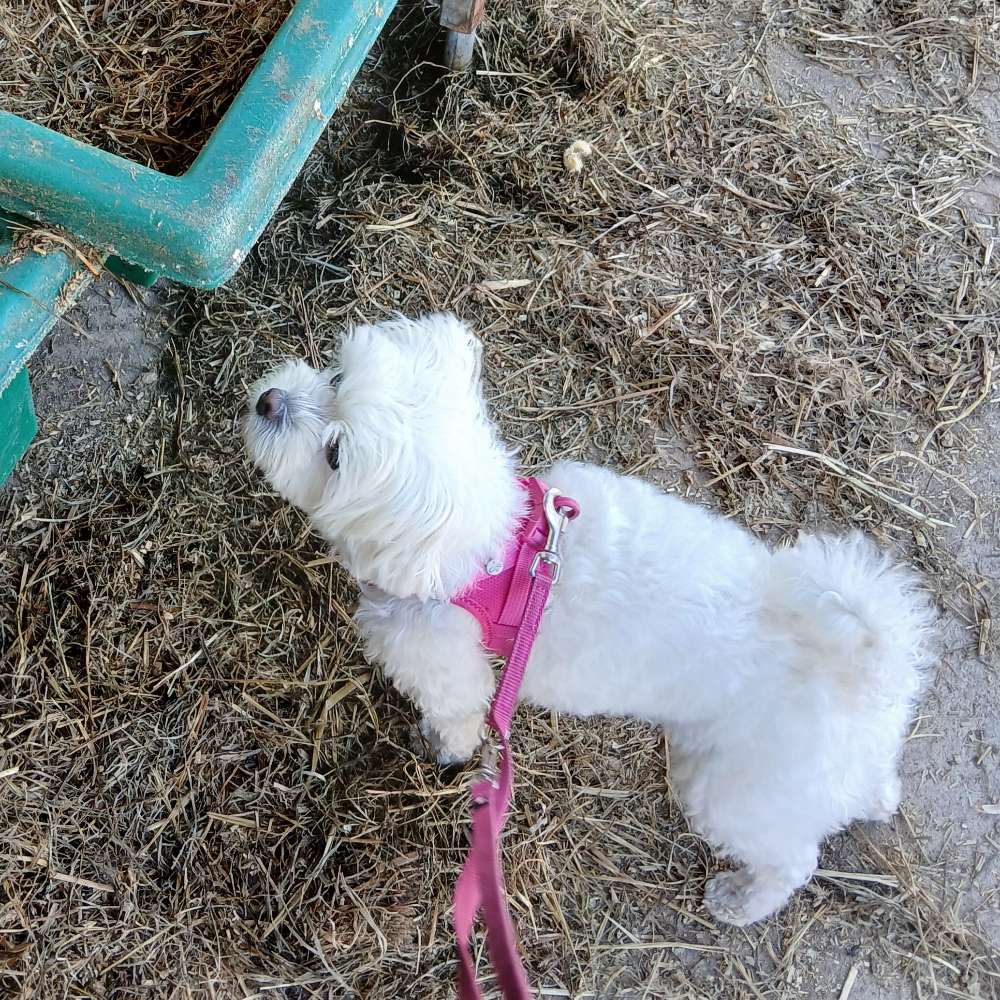 Hundetreffen-Gassi- oder Spielrunde-Profilbild
