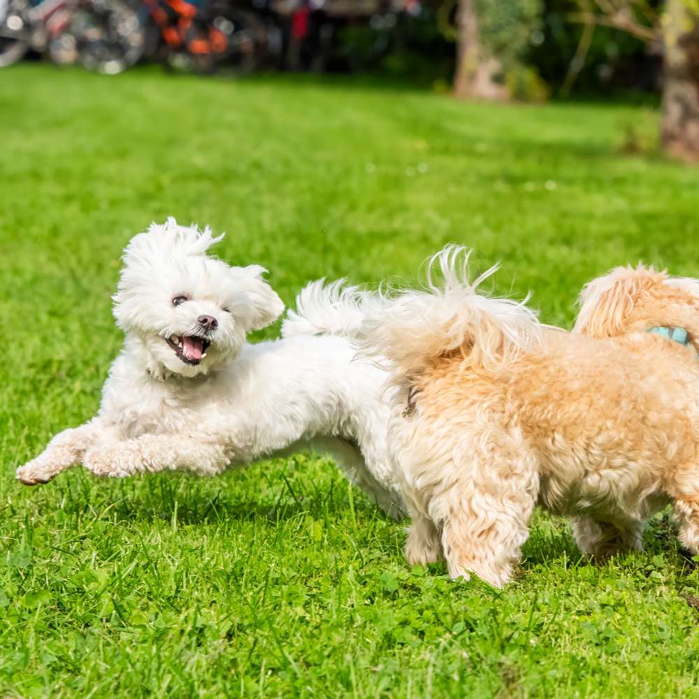 Hundetreffen-Spielkameraden gesucht-Profilbild