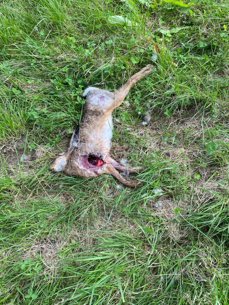 Giftköder-Toter Hase auf der Wiese-Profilbild