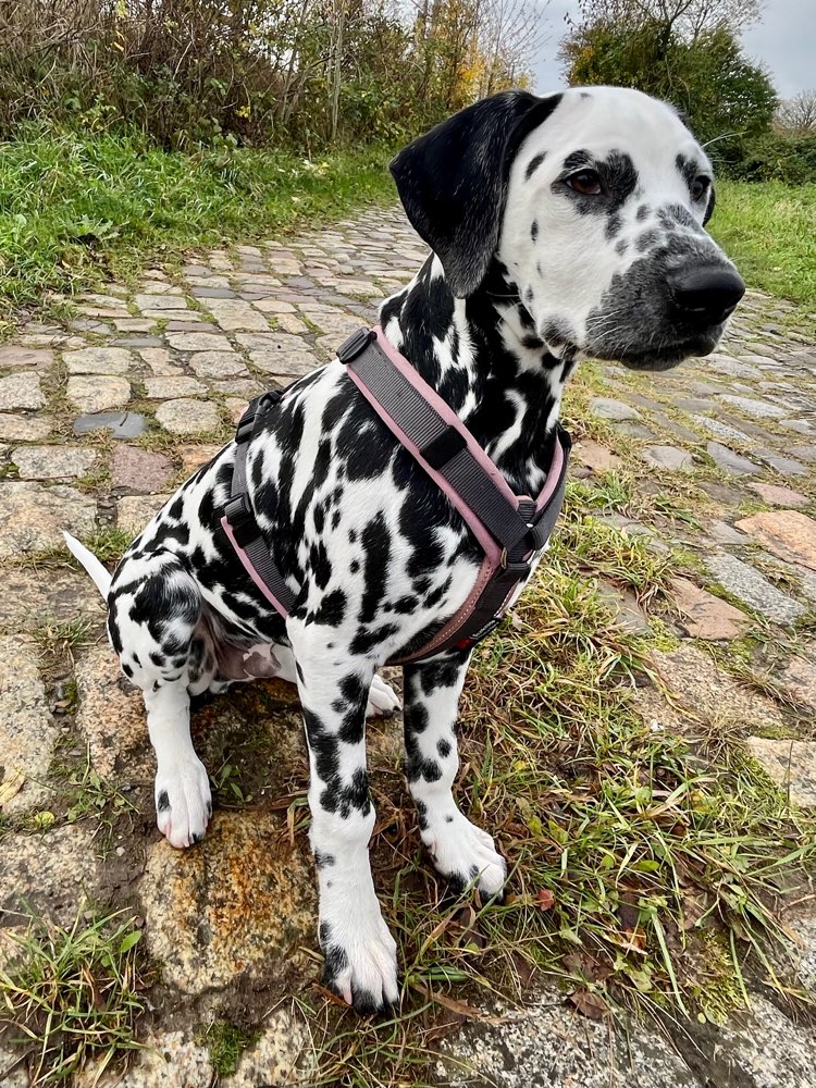 Hundetreffen-Gassi Runde mit souveränen Hunden-Profilbild