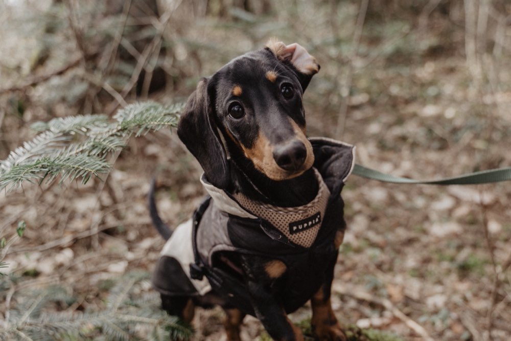 Hundetreffen-Spaziergang-Profilbild