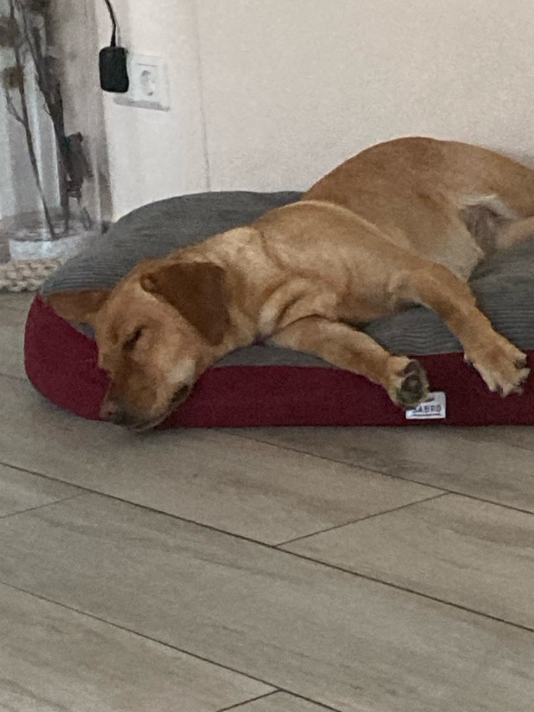 Hundetreffen-Charmantes Labbi Mädchen sucht Spielgefährten-Profilbild