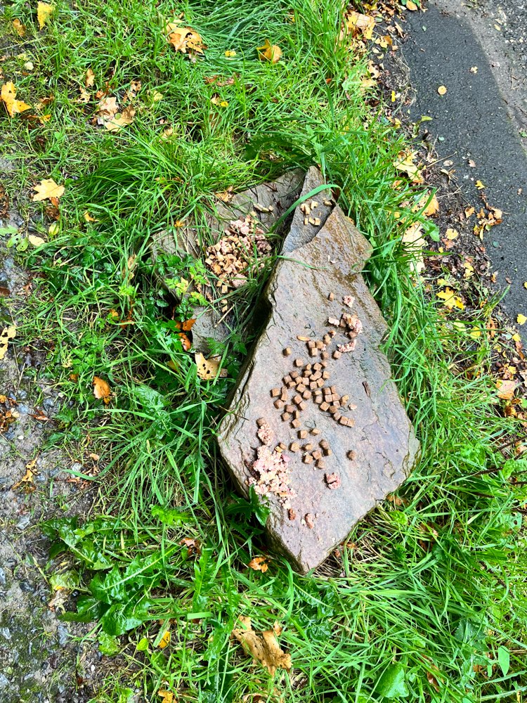 Giftköder-Trockenfutter, Brot, Nassfutter-Profilbild