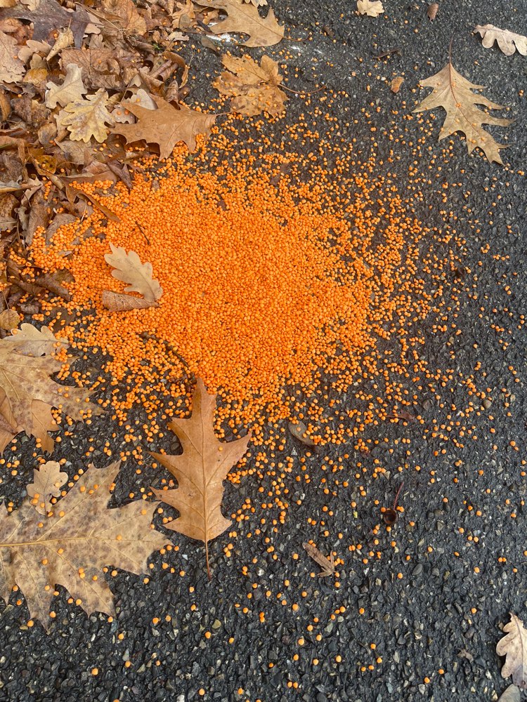 Giftköder-Giftköder-Profilbild