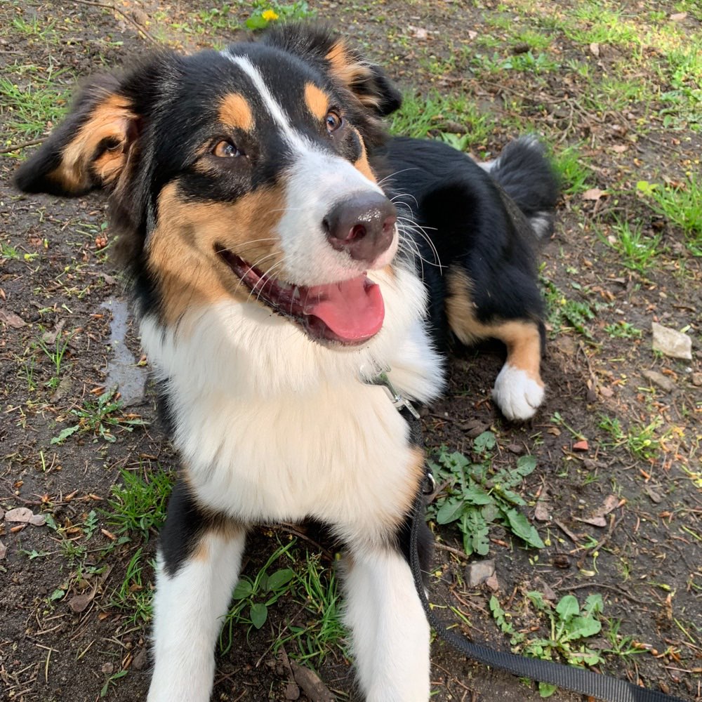 Hundetreffen-Partner zum Spielen gesucht-Profilbild