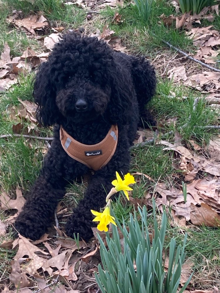 Hundetreffen-Neu in Weilerswist-Profilbild
