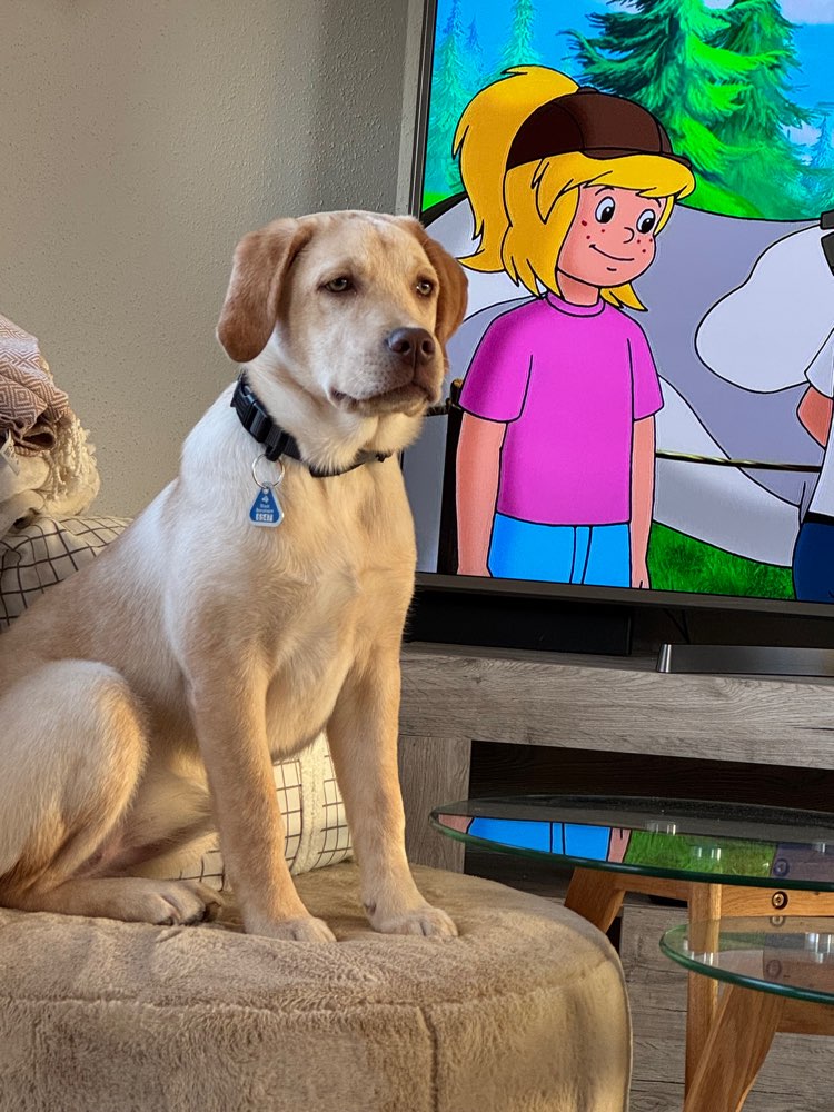 Hundetreffen-Neue Freunde/Training/Spaziergänge-Profilbild