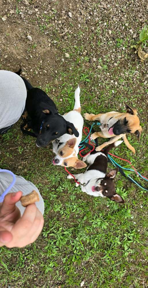 Hundetreffen-Treffen in Riesa-Profilbild