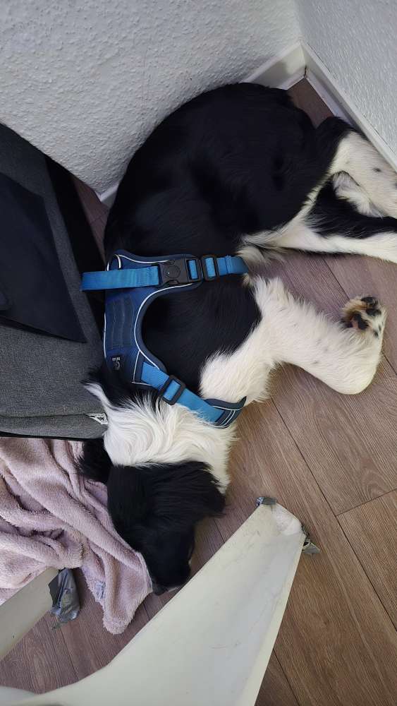 Hundetreffen-Hundetreff an der Elbe-Profilbild